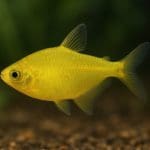 Bystrzyk pajęczy – Hyphessobrycon elachys