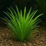 Preparat przeciw pasożytom