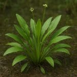 Echinodorus tenellus – Echinodorus tenellus