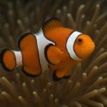 Błazenek cętkowany – Amphiprion sebae