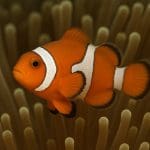 Błazenek somalijski – Amphiprion nigripes