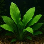 Echinodorus cordifolius – Echinodorus cordifolius