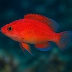 Wargacz tęczowy – Thalassoma purpureum