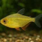 Bystrzyk błękitny – Boehlkea fredcochui