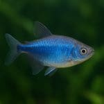 Bystrzyk żółty – Hemigrammus pulcher