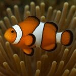 Jak walczyć z mętną wodą w akwarium