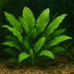 Środek bakteriobójczy