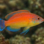 Echinodorus martii – Echinodorus martii