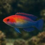 Wargacz niebieskopłetwy – Paracheilinus carpenteri