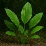 Witaminowy suplement dla ryb