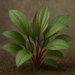 Echinodorus palaefolius – Echinodorus palaefolius