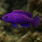 Echinodorus rose – Echinodorus ‘Rose’