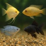 Bystrzyk Rio – Hyphessobrycon columbianus