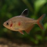 Bystrzyk Rio Negro – Hemigrammus rodwayi