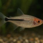 Bystrzyk Rio – Hyphessobrycon columbianus