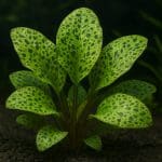 Wargacz szafirowy – Cirrhilabrus cyanopleura