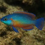 Echinodorus leopard – Echinodorus ‘Leopard’