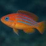 Jakie ryby wymagają twardej wody