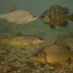 Świecik czerwony – Hemigrammus erythrozonus