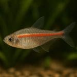 Jakie ryby wymagają twardej wody