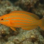 Wargacz żółtogłowy – Thalassoma quinquevittatum