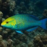 Wargacz pomarańczowy – Halichoeres garnoti