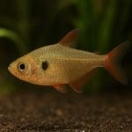 Świecik niebieski – Hyphessobrycon simulatus