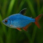 Świecik Amano – Hyphessobrycon amapaensis