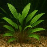 Cryptocoryne cordata – Cryptocoryne cordata