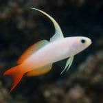 Cryptocoryne albida – Cryptocoryne albida