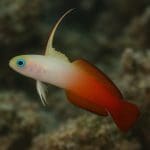 Jak często wymieniać oświetlenie w akwarium