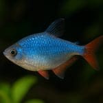 Jak często wymieniać oświetlenie w akwarium