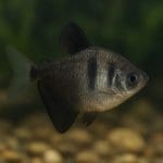 Kąsacz błękitny – Hyphessobrycon callistus