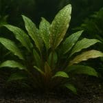 Cryptocoryne moehlmannii – Cryptocoryne moehlmannii
