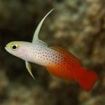 Kardynałka białoplama – Ostorhinchus doederleini