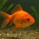 Kardynałka białoplama – Ostorhinchus doederleini