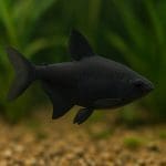 Kąsacz Kolumbijski – Hyphessobrycon columbianus