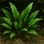 Kardynałka żółta – Apogon compressus