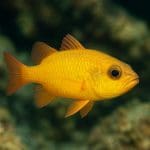 Cryptocoryne hudoroi – Cryptocoryne hudoroi