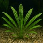 Aponogeton boivinianus – Aponogeton boivinianus