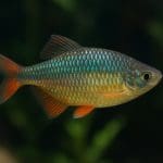 Kąsacz królewski – Nematobrycon palmeri