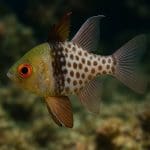 Cryptocoryne ferruginea – Cryptocoryne ferruginea