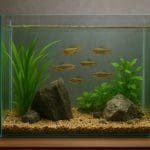 Cryptocoryne ferruginea – Cryptocoryne ferruginea