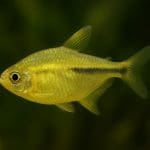 Kąsacz Rio – Hemigrammus ocellifer