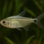 Kąsacz limonkowy – Hyphessobrycon bifasciatus