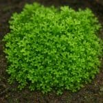 Najas minor – Najas minor