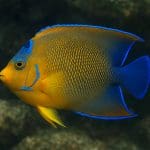 Riccia rhenana – Riccia rhenana