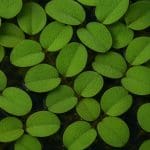 Salvinia cucullata – Salvinia cucullata