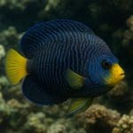 Salvinia minima – Salvinia minima