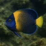 Aniołek pomarszczony – Chaetodontoplus melanosoma